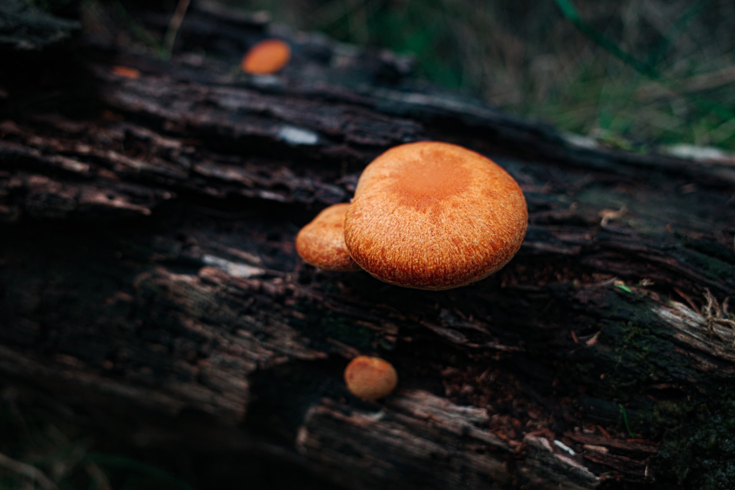 The Amazing Symbiosis Between Plants and Fungi